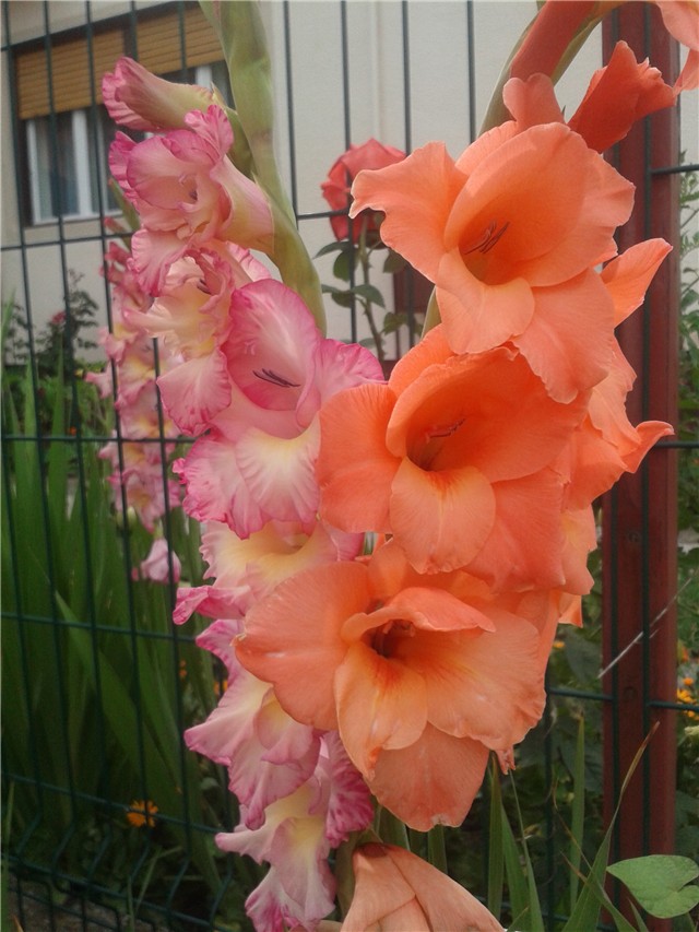 Gladiole